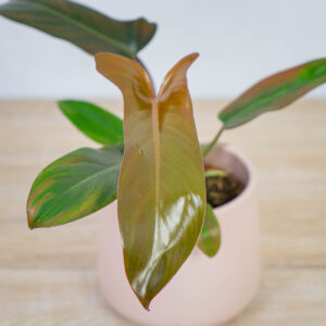 philodendron-florida-bronze