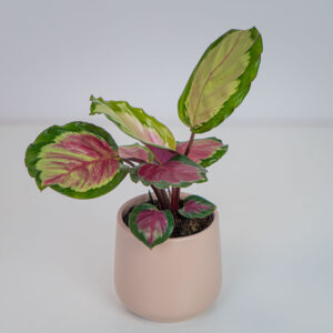 Calathea roseopicta rosy