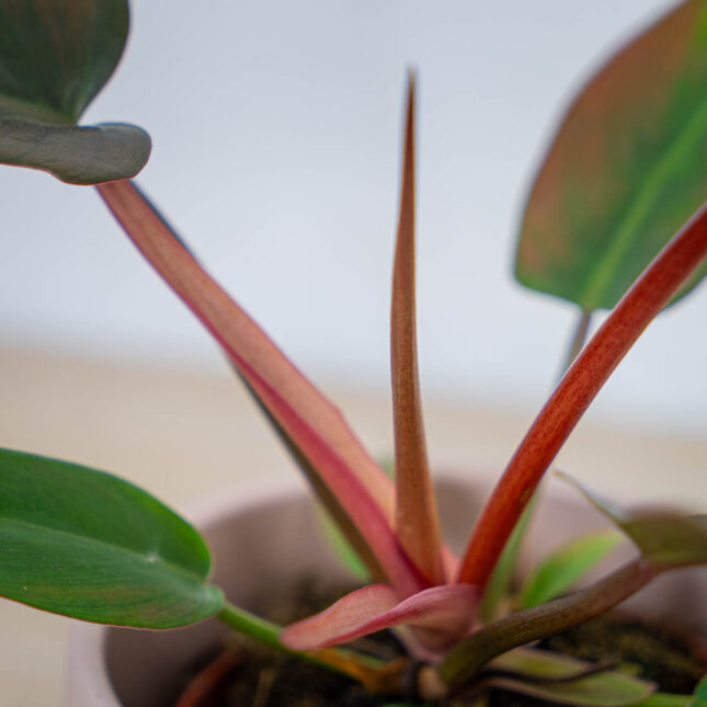 philodendron-florida-bronze philodendron-florida-bronze