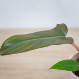 philodendron-florida-bronze