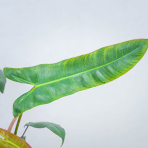 philodendron-atabapoense