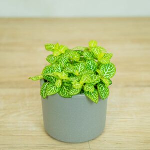 fittonia-joly-lemon