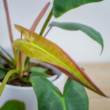 philodendron-atabapoense