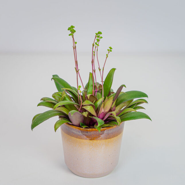 Mała Szklarnia Mała Szklarnia