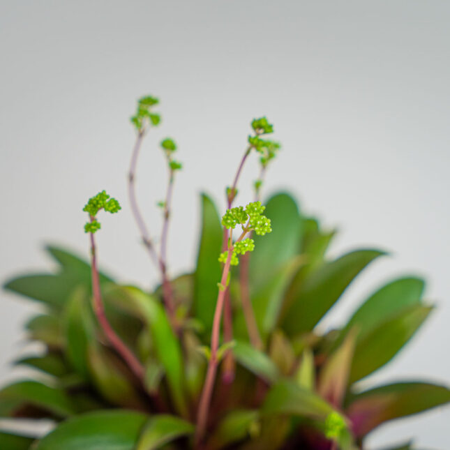 Mała Szklarnia Mała Szklarnia