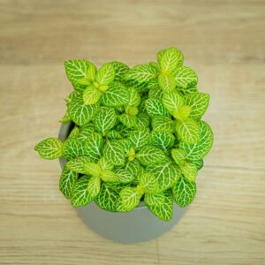 fittonia-joly-lemon