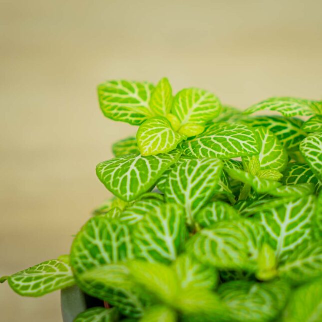 fittonia-joly-lemon fittonia-joly-lemon