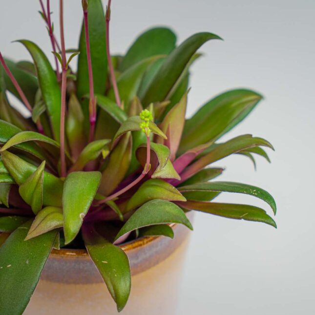 Mała Szklarnia Mała Szklarnia