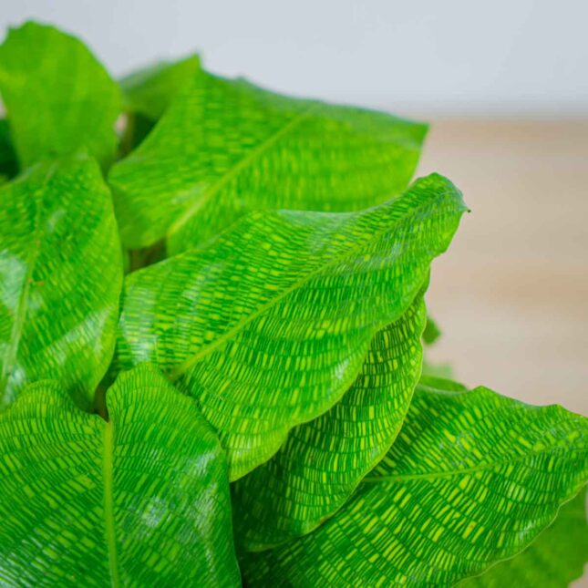 calathea-network calathea-network