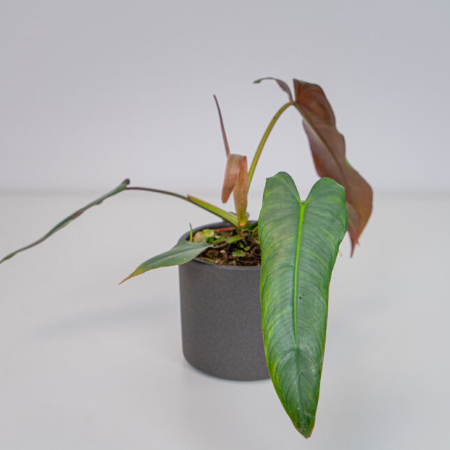 Mała Szklarnia Mała Szklarnia