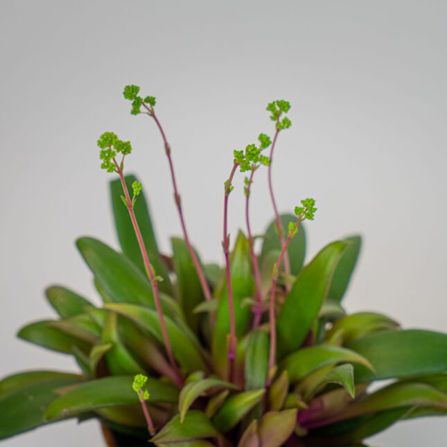 Mała Szklarnia Mała Szklarnia