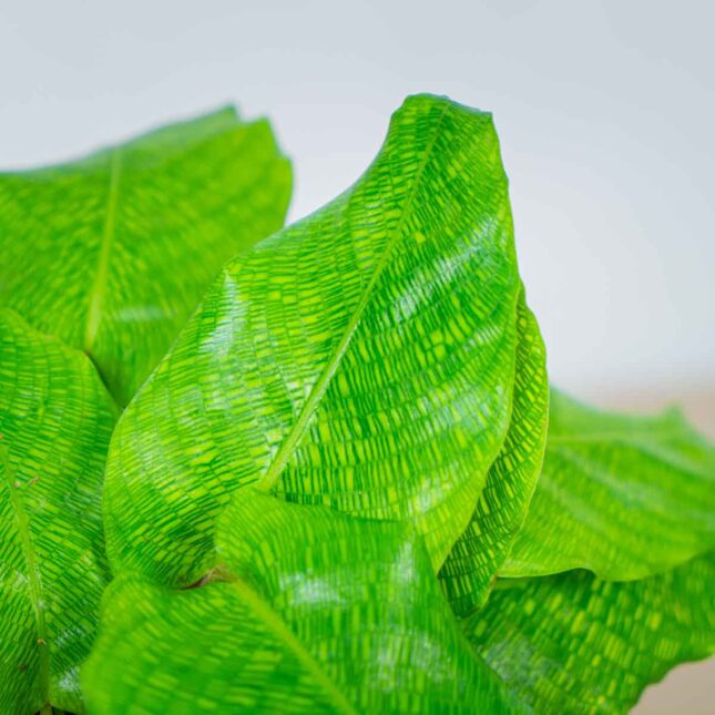 calathea-network calathea-network