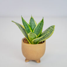 Sansevieria trifasciata golden hahnii baby