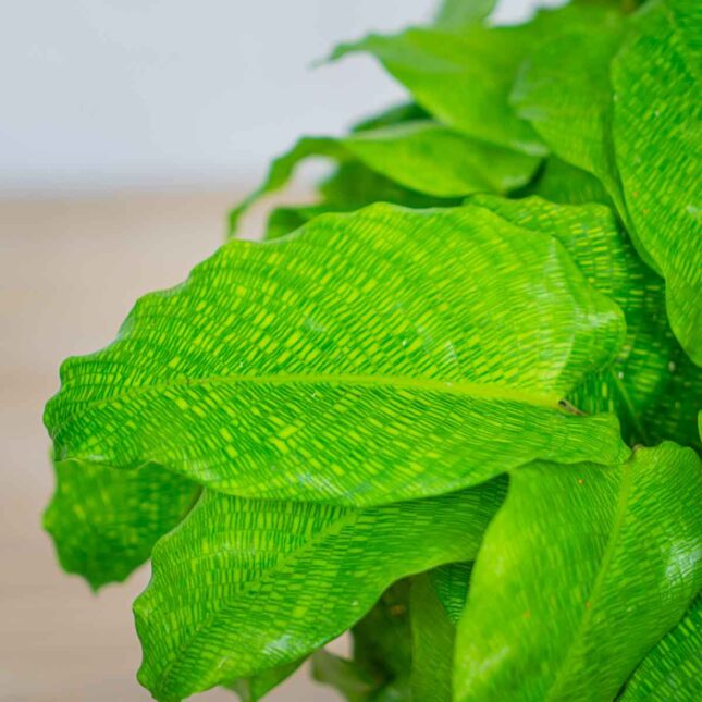 calathea-network calathea-network