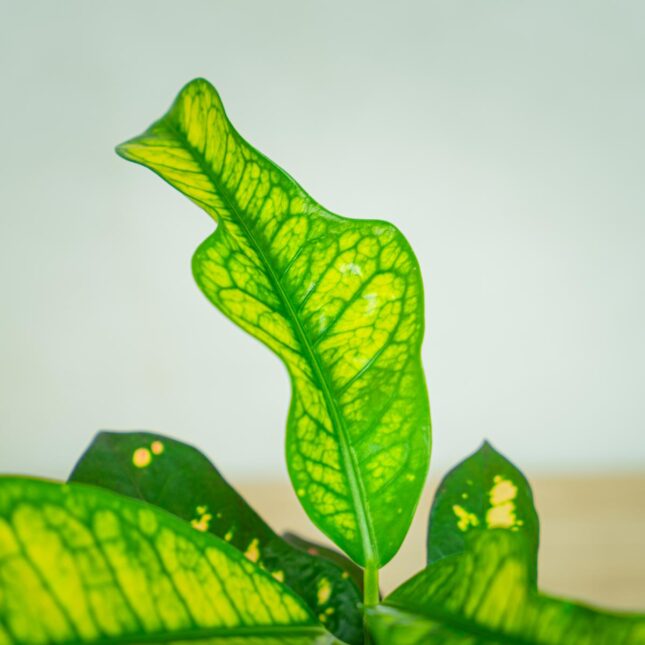 codiaeum-wilma-kroton codiaeum-wilma-kroton