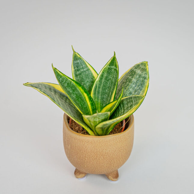 Mała Szklarnia Mała Szklarnia