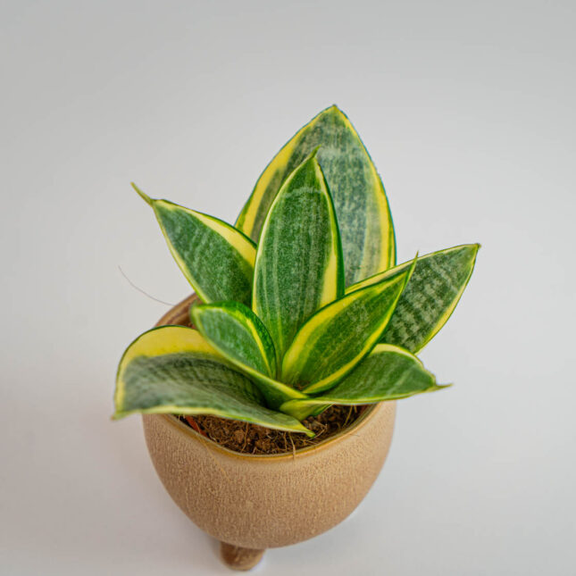 Mała Szklarnia Mała Szklarnia