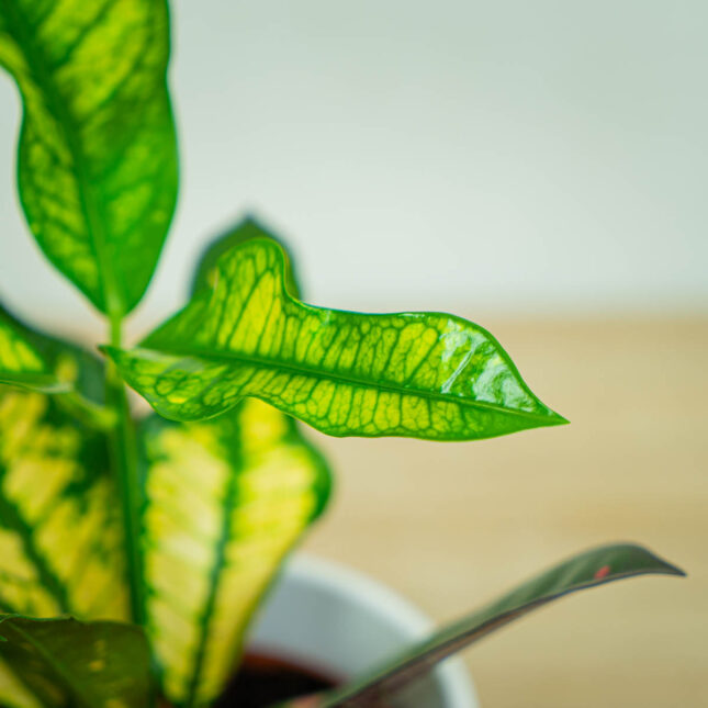 codiaeum-wilma-kroton codiaeum-wilma-kroton