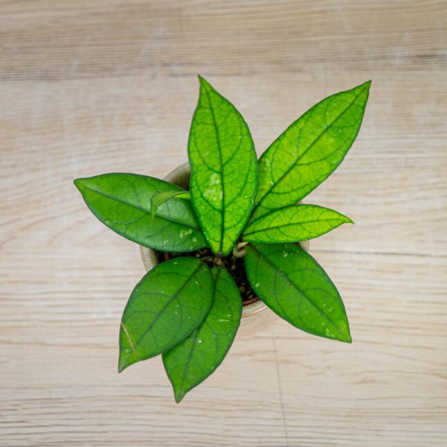 Hoya-crassipetiolata-baby Hoya-crassipetiolata-baby