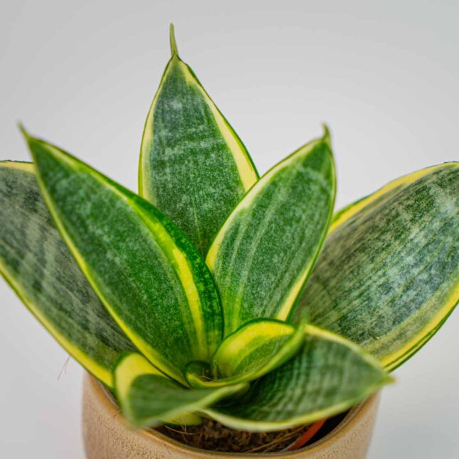 Mała Szklarnia Mała Szklarnia