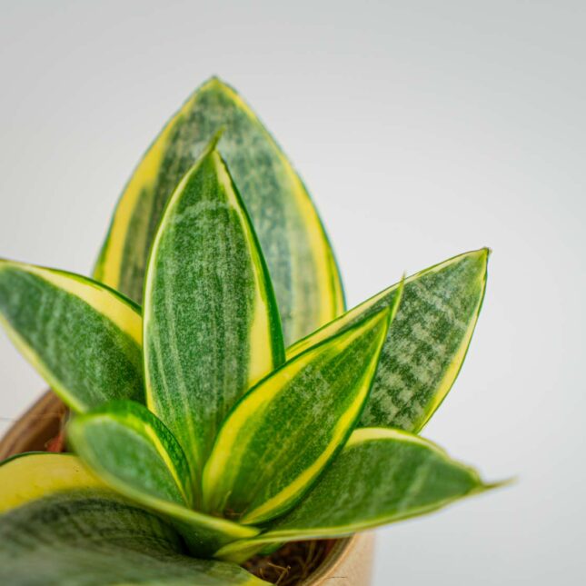 Mała Szklarnia Mała Szklarnia