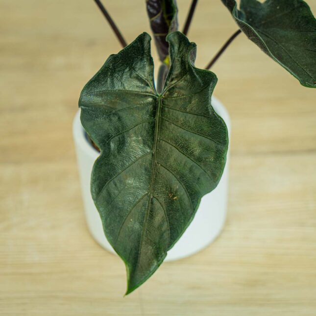 alokazja-antoro-velvet-alocasia alokazja-antoro-velvet-alocasia