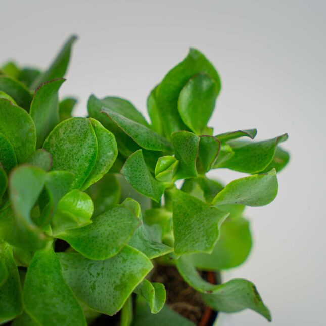 Mała Szklarnia Mała Szklarnia