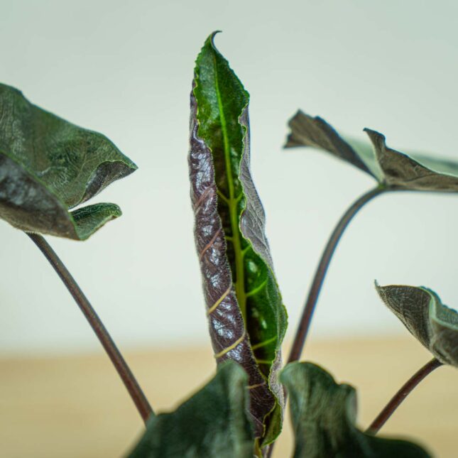 alokazja-antoro-velvet-alocasia alokazja-antoro-velvet-alocasia