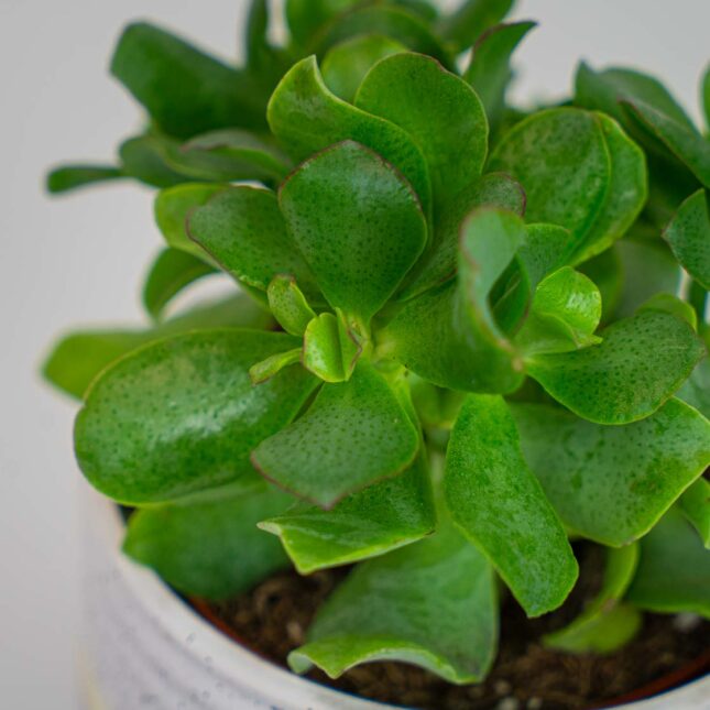 Mała Szklarnia Mała Szklarnia