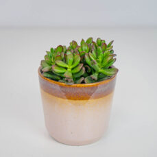 Crassula ovata 'Gandalf' (grubosz)