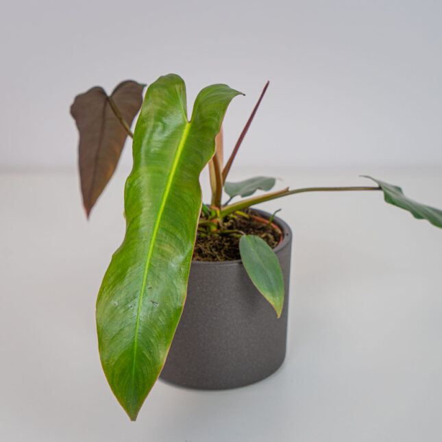 Mała Szklarnia Mała Szklarnia