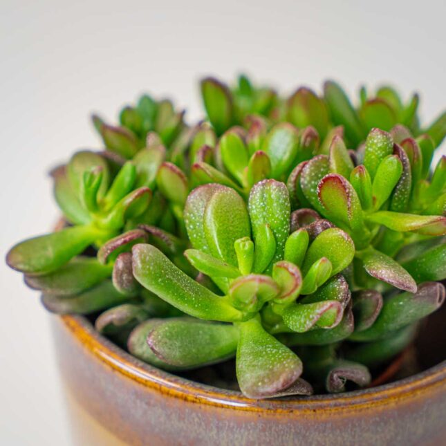 Mała Szklarnia Mała Szklarnia