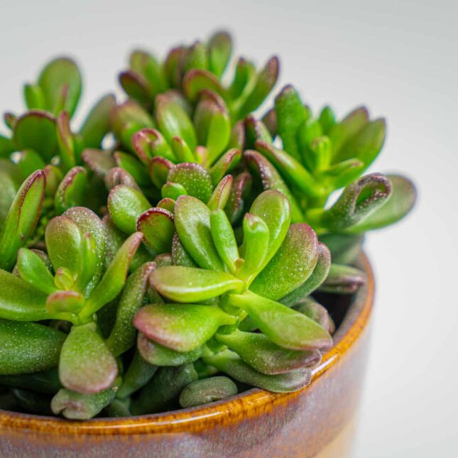 Mała Szklarnia Mała Szklarnia