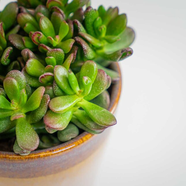 Mała Szklarnia Mała Szklarnia