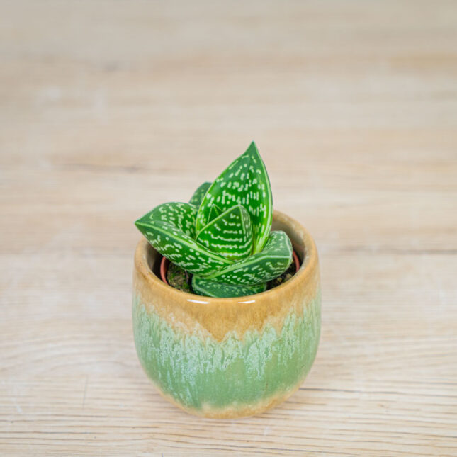 Aloes-tygrysy-aloe-variegata Aloes-tygrysy-aloe-variegata