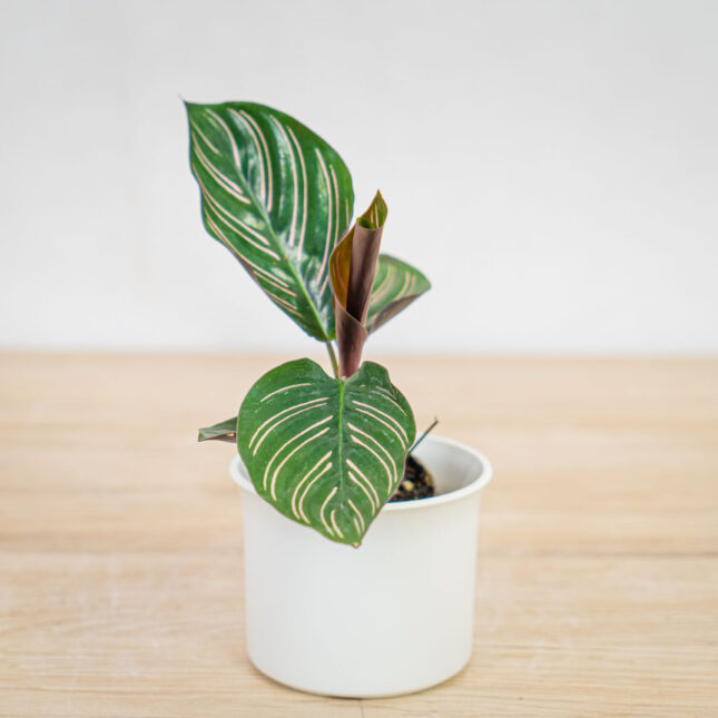 calathea-sanderiana-baby