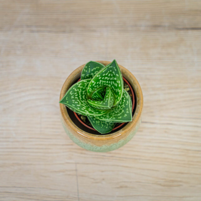 Aloes-tygrysy-aloe-variegata Aloes-tygrysy-aloe-variegata