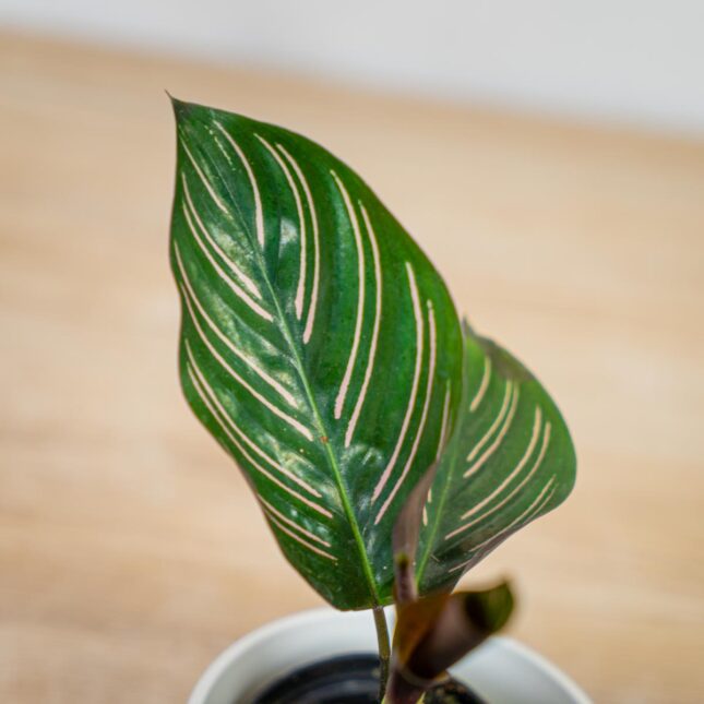 calathea-sanderiana-baby calathea-sanderiana-baby