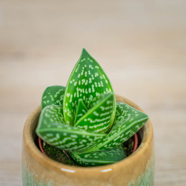 Aloes-tygrysy-aloe-variegata