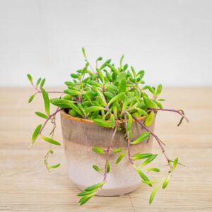 senecio-purple-flush