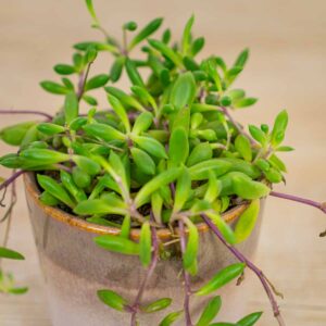 senecio-purple-flush