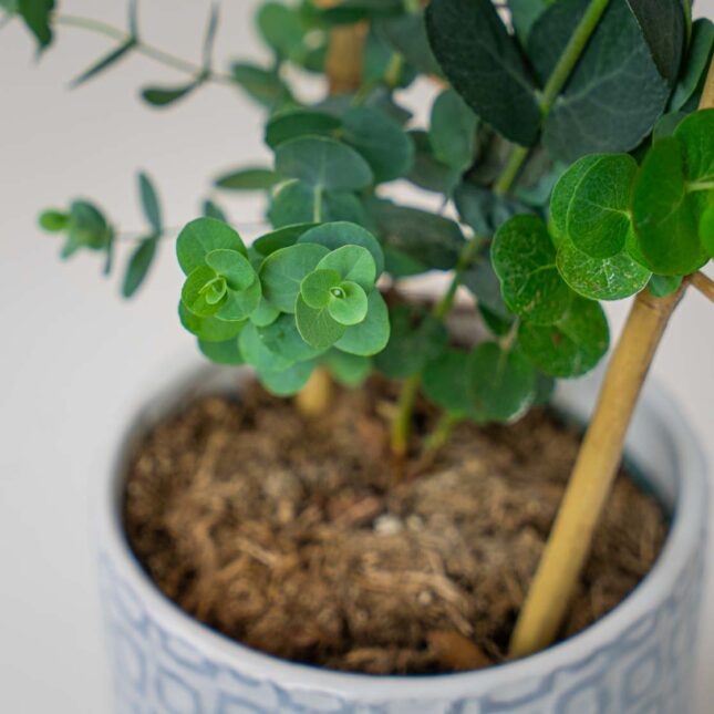 Mała Szklarnia Mała Szklarnia