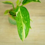 philodendron-jose-buono-variegata