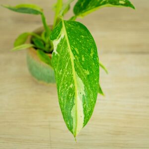 philodendron-jose-buono-variegata