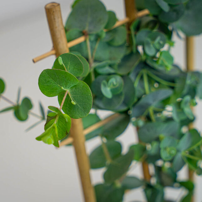 Mała Szklarnia Mała Szklarnia