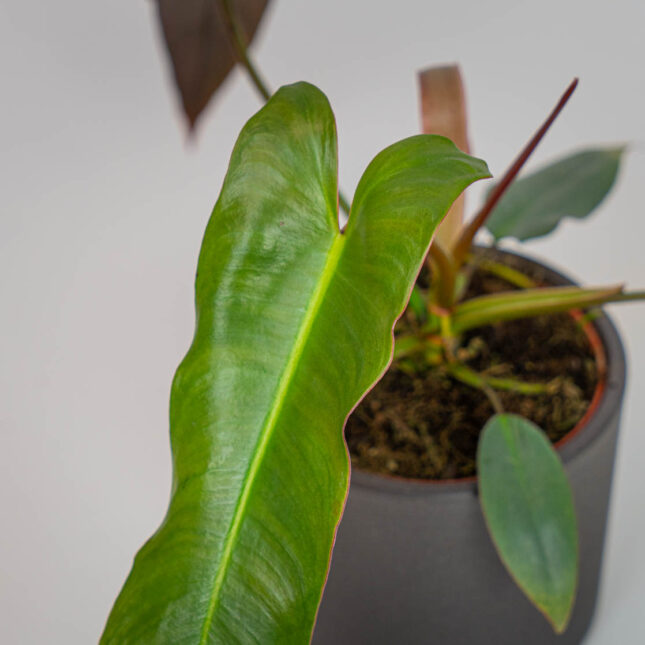 Mała Szklarnia Mała Szklarnia