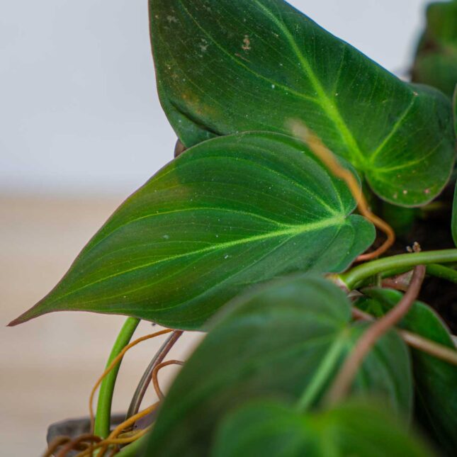 philodendron-micans philodendron-micans