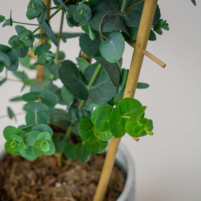 Mała Szklarnia Mała Szklarnia