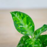 aglaonema-pictum-tricolor