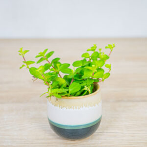 peperomia-rotundifolia-baby